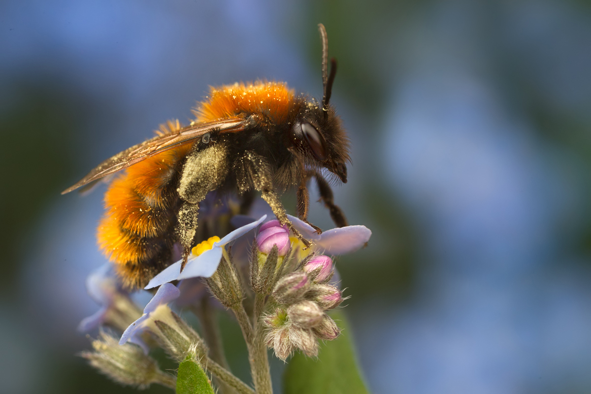 Tawny Mining Bee 10